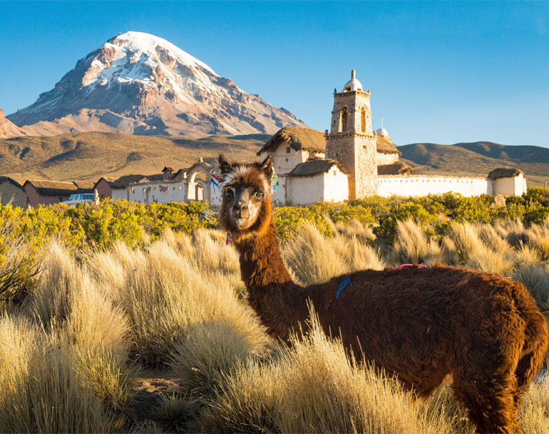 Alpaca in Nevado Sajama, Bolivia