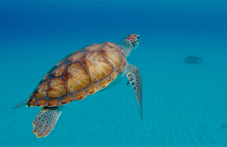 Onderwaterfoto van een schildpad Westpunt, Curaçao