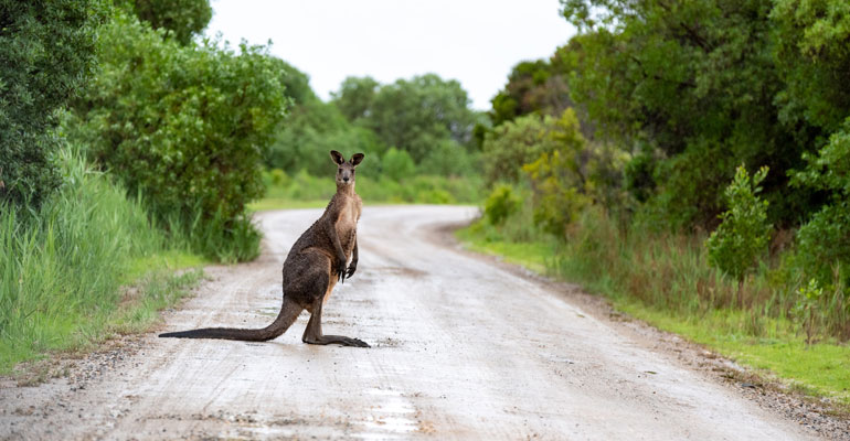 Kangoeroe op de weg