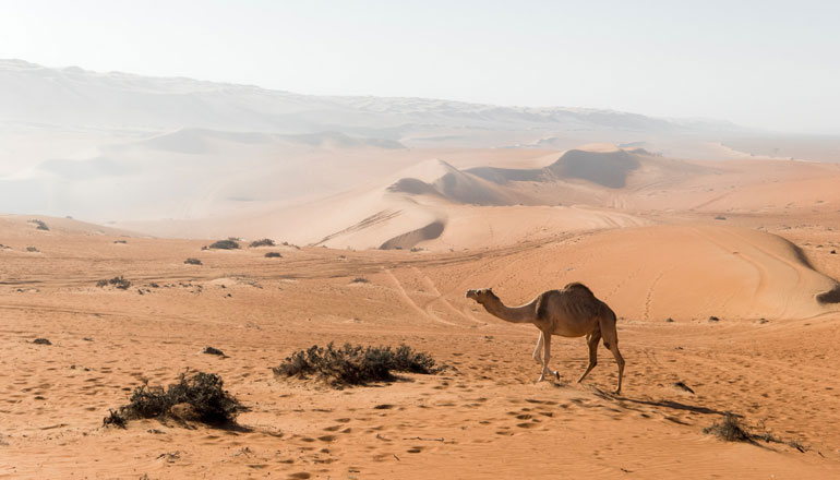 Kameel in de woestijn van Wahiba Sands, Oman
