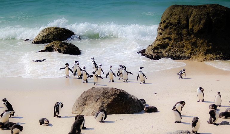 Pinguïns op Boulders Beach