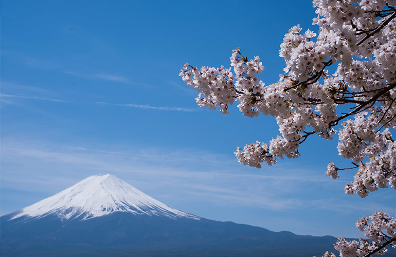 Sakura boom bij Mount Fuji