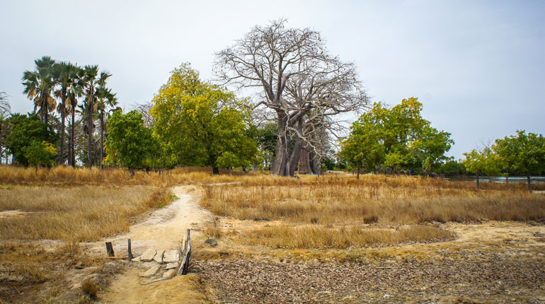 Groenbladerige bomen tijdens de dag in Casamance, Senegal