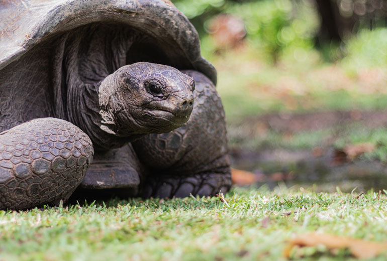 Bruine schildpad op groen gras overdag op Alphonse Island, Seychellen, net ontwaakt uit een dutje en zijn eerste stappen zettend naar het nabijgelegen water