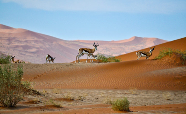 De Sossusvlei in Namib-Naukluft National Park in Namibië