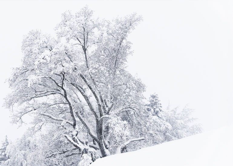 Een boom sierlijk bedekt met verse sneeuw, waardoor een sprookjesachtige winterse sfeer ontstaat