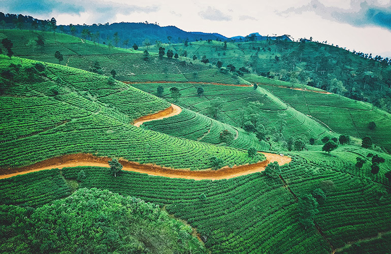 Theeplantage in Sri Lanka