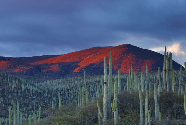 Zapotitlán Salinas cactusreservaat